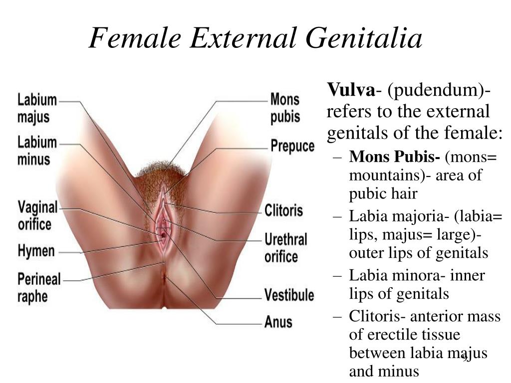 Cuantas sesiones de laser se necesitan para el pubis