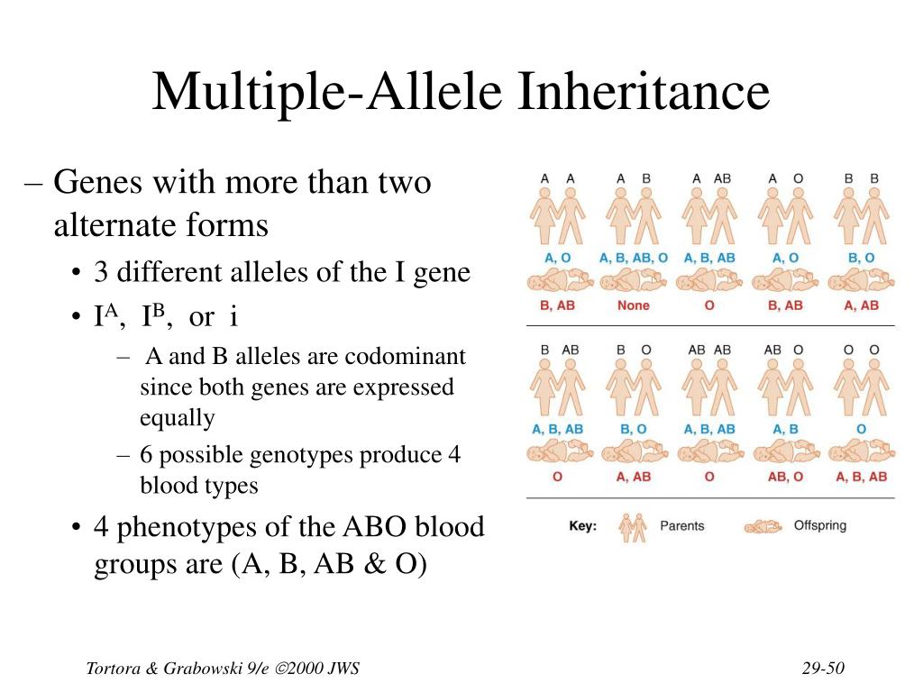 abo-multiple-allele-worksheet-1-answers-free-printable