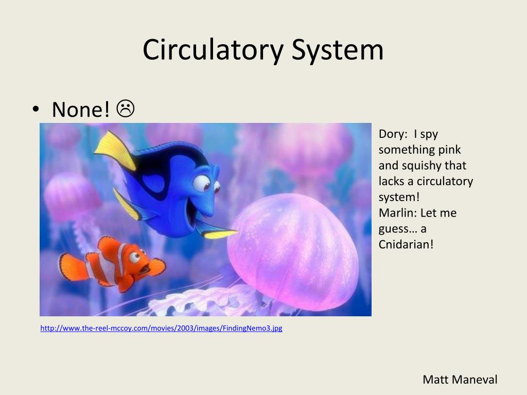 PPT - Cnidaria (jellyfish/squishy and corals and anemones) PowerPoint