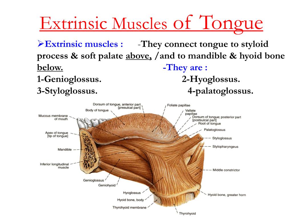Why You Should Care About Your Tongue Muscles Tongue Muscles Muscle My Xxx Hot Girl 