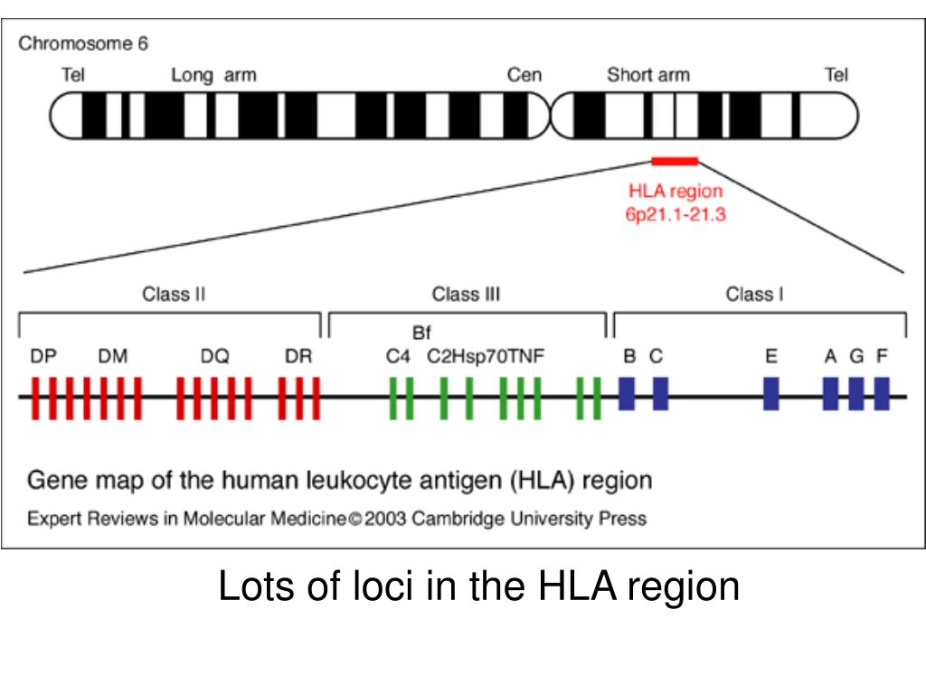 Ген тест 1. Гены 3 класса комплекса гистосовместимости. Схема расположения генов системы HLA на 6 хромосоме. Система гистосовместимости HLA это. Генетическая карта локусов HLA.