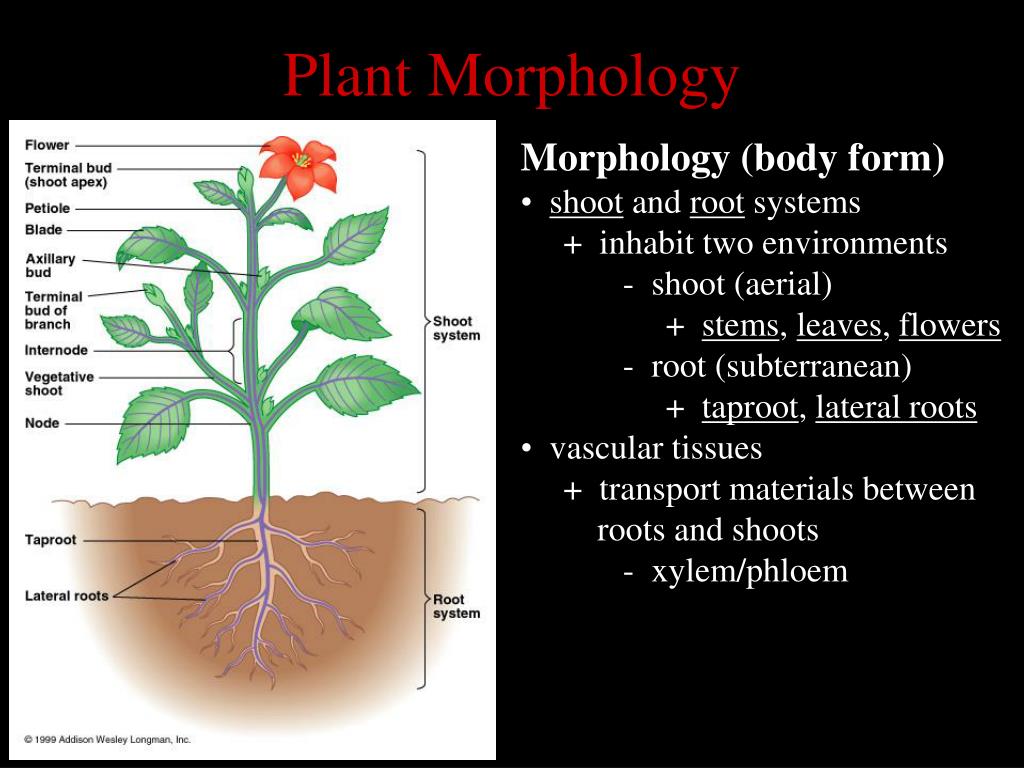 Plant structure. Plant Morphology. Morphology Definition. Plant roots and shoots. Root Morphology of flowering Plants.