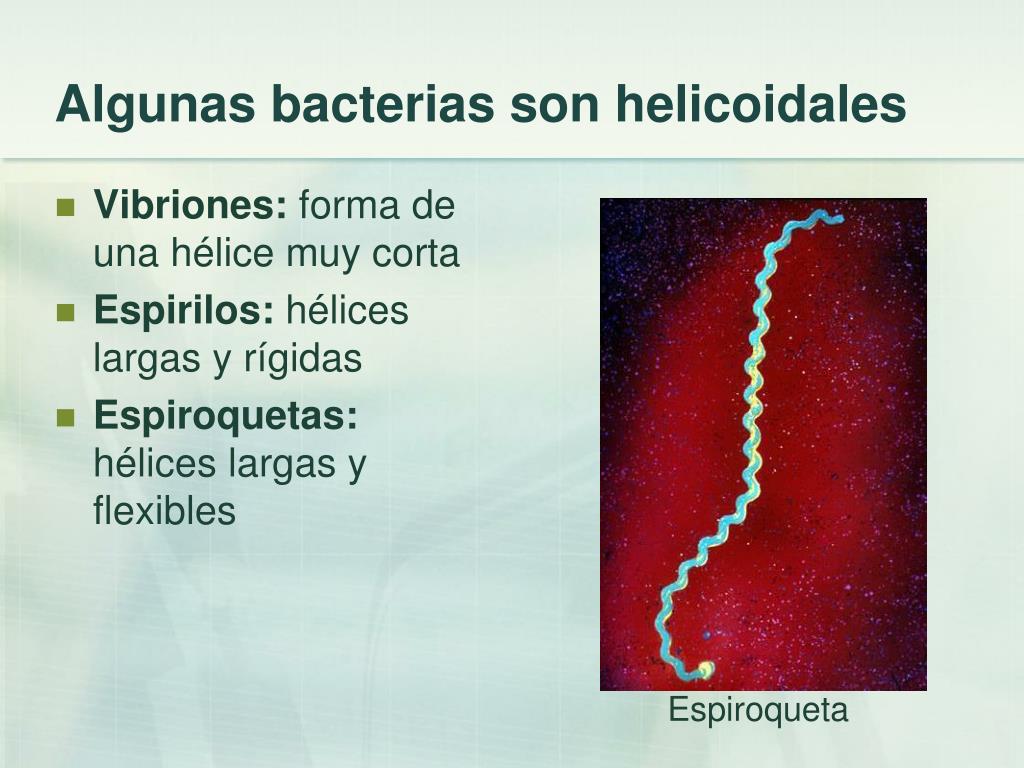 Ppt Bacterias Powerpoint Presentation Free Download Id 696043