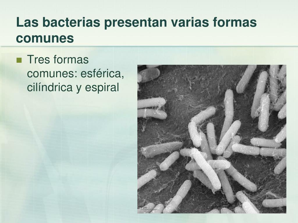 PPT - Bacterias PowerPoint Presentation, free download - ID:696043