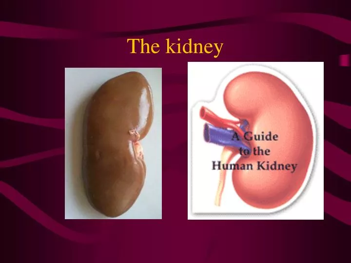 the kidney n.