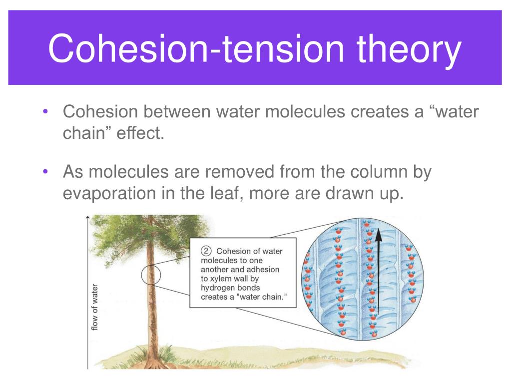 PPT Plant Transport PowerPoint Presentation, free