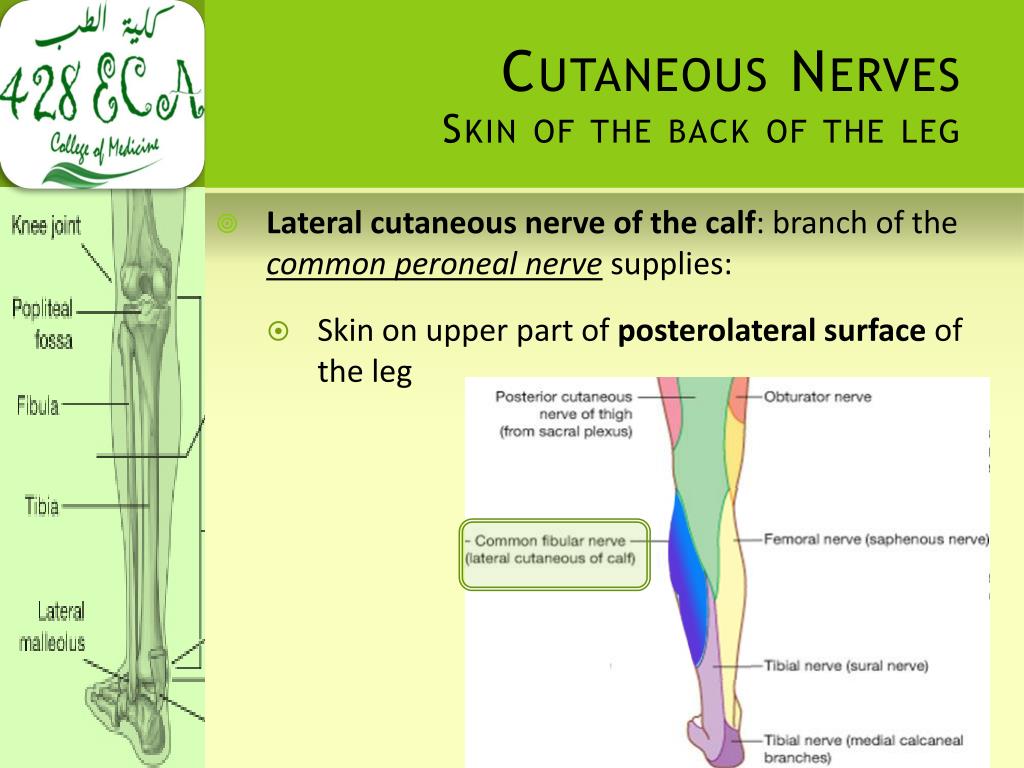 PPT - BACK OF THE LEG PowerPoint Presentation, free download - ID:702074