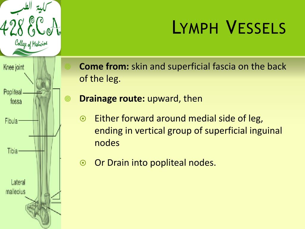 PPT - BACK OF THE LEG PowerPoint Presentation, free download - ID:702074