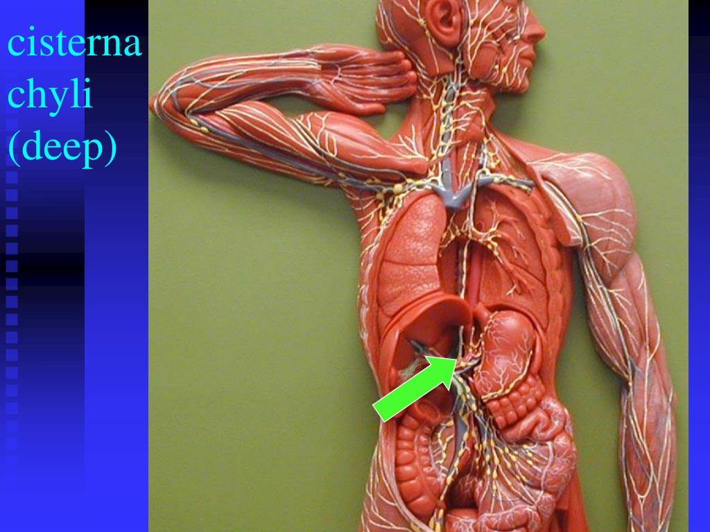 PPT - Lab Ex. 48: Lymphatic System PowerPoint Presentation, free