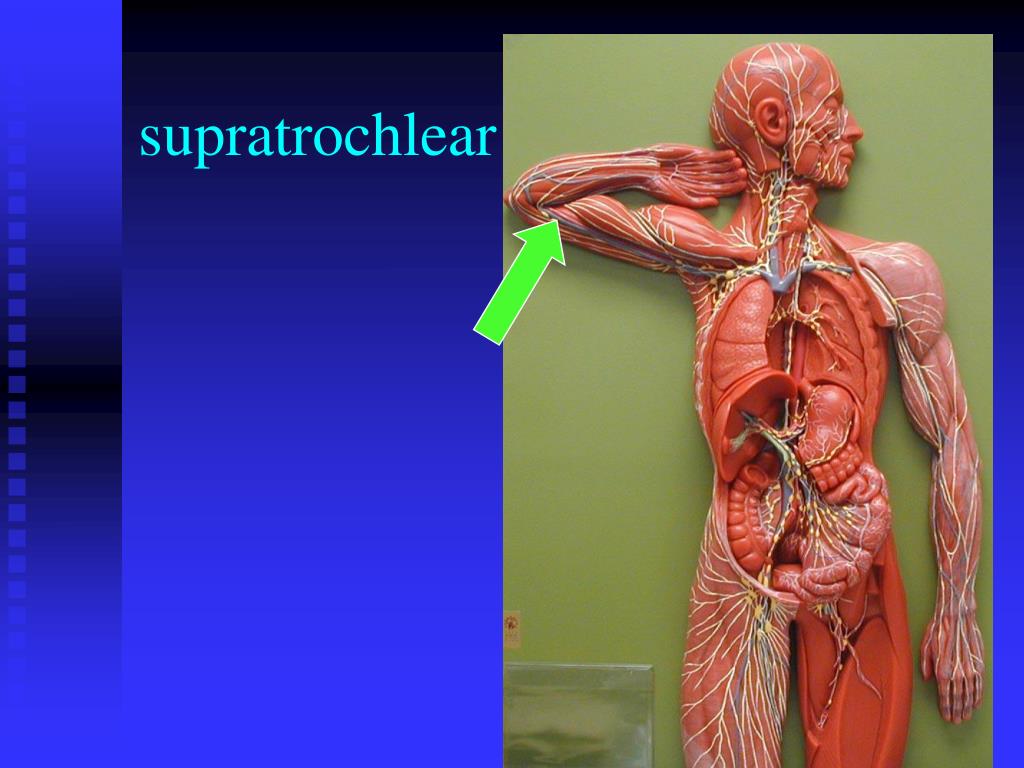 PPT - Lab Ex. 48: Lymphatic System PowerPoint Presentation, free