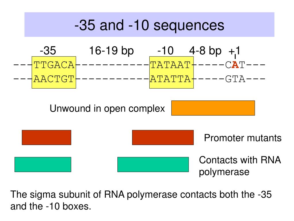 Промотор рнк полимеразы 3. Структура промотора последовательность TTGACA. CIS acting element.