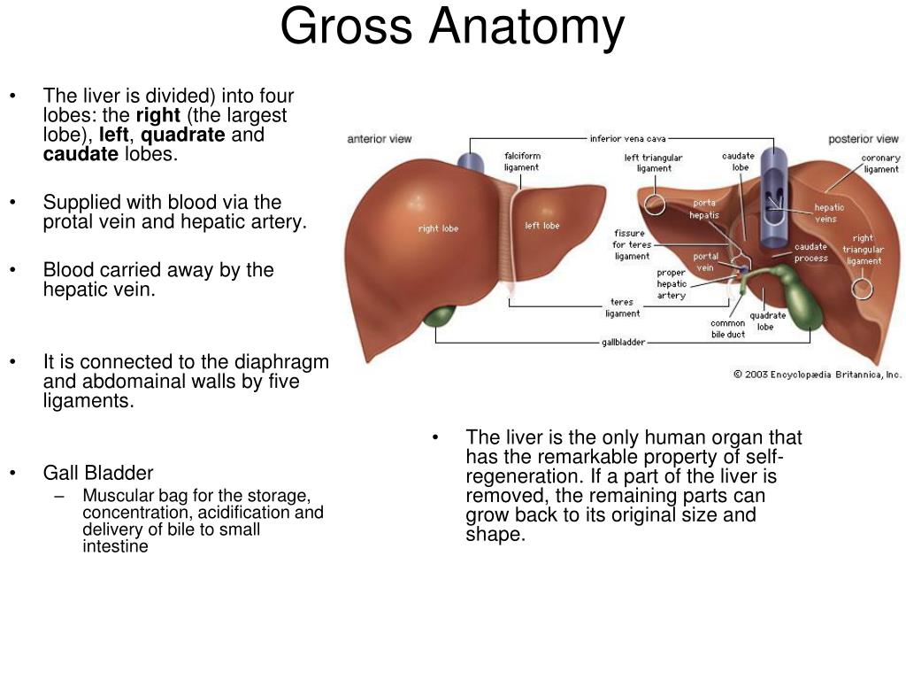 PPT - The Liver Lecture PowerPoint Presentation, free download - ID:704819