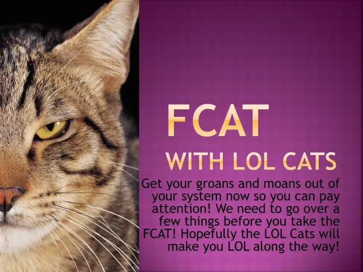 fcat with lol cats n.
