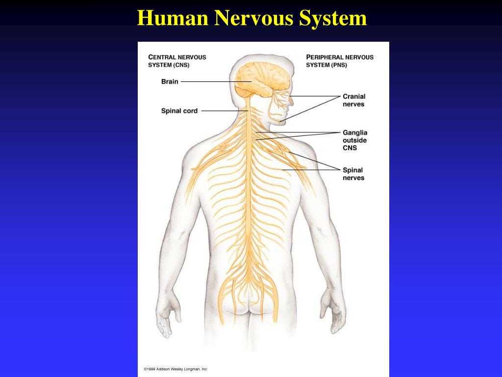 PPT - Chapter 28 NERVOUS SYSTEM PowerPoint Presentation, free download
