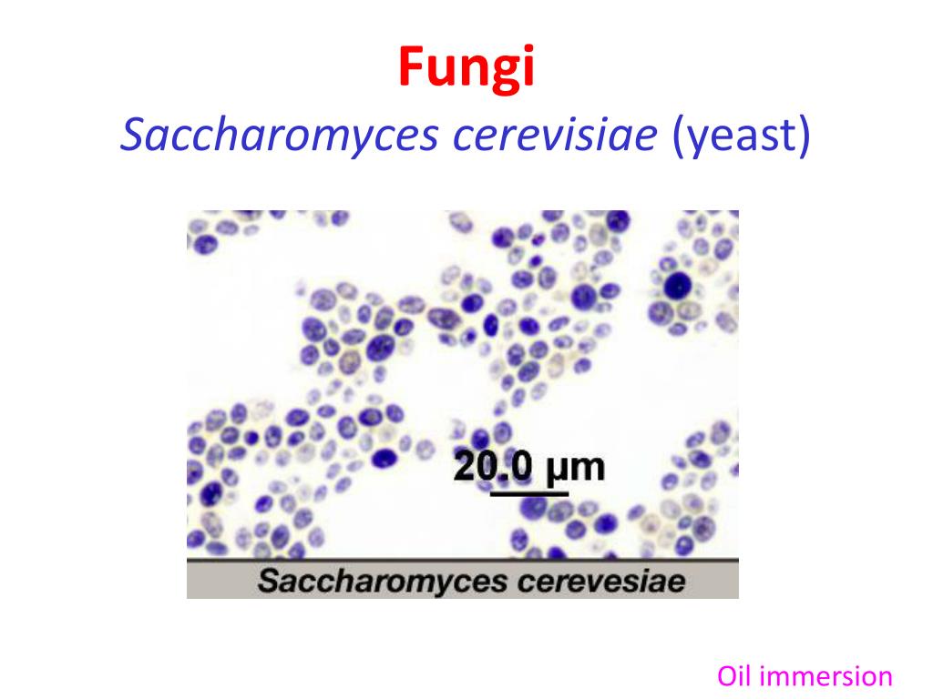 PPT - Fungi Saccharomyces cerevisiae (yeast) PowerPoint Presentation, free  download - ID:706378
