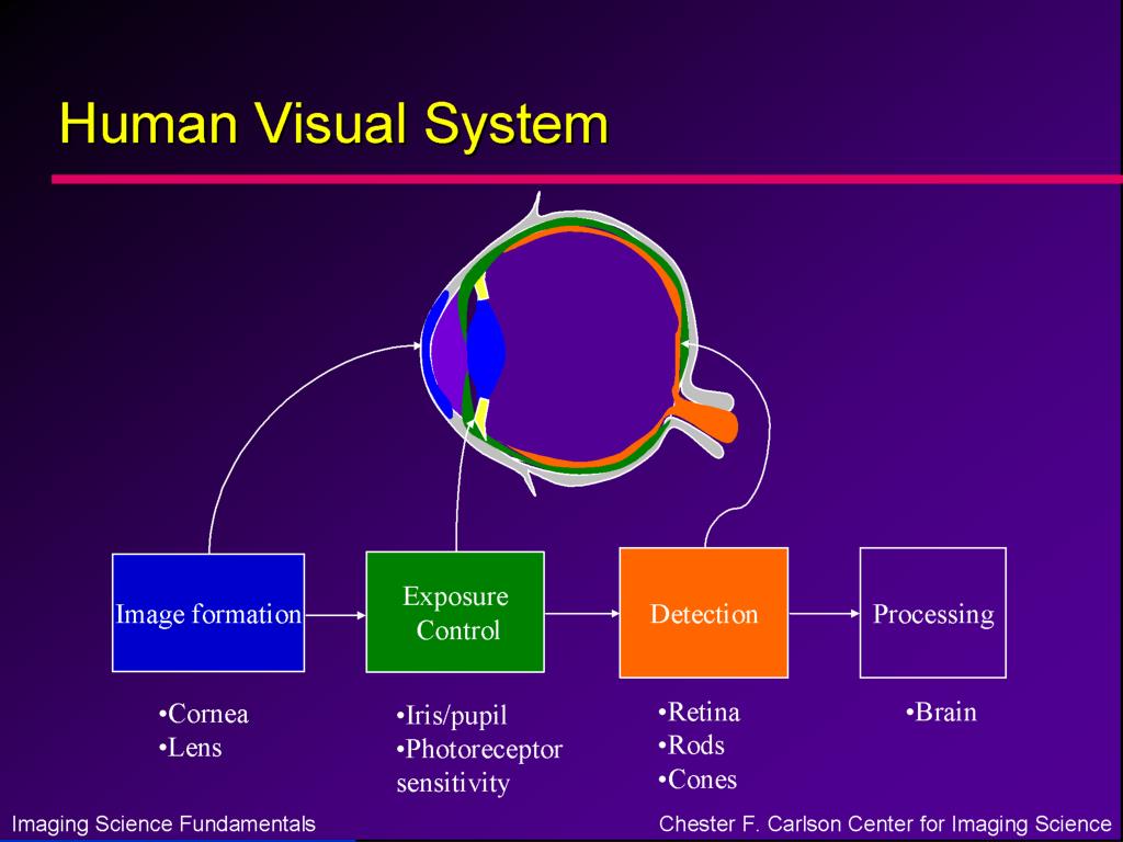 Визуальная система. Human Visual System. Human Visual для презентаций. DZ System презентация.