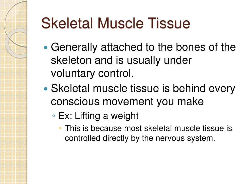 PPT - Chapter 36 The Integumentary , Skeletal, & Muscular System