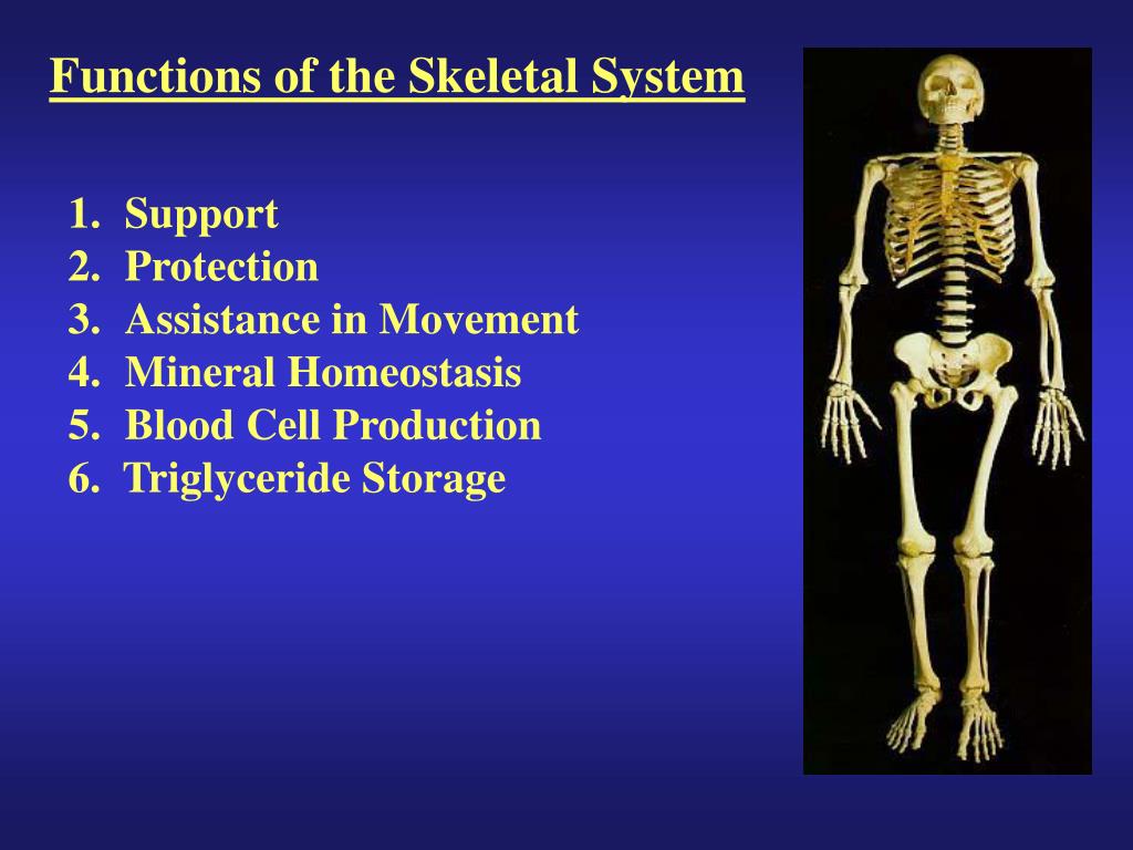 What are the five main functions of the skeletal system Ppt Functions Of The Skeletal System Powerpoint Presentation Free Download Id 707013