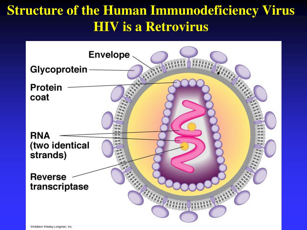 Human immunodeficiency virus. Ретровирусы. Ретровирусы микробиология. HIV virus structure. Human Immunodeficiency virus structure.