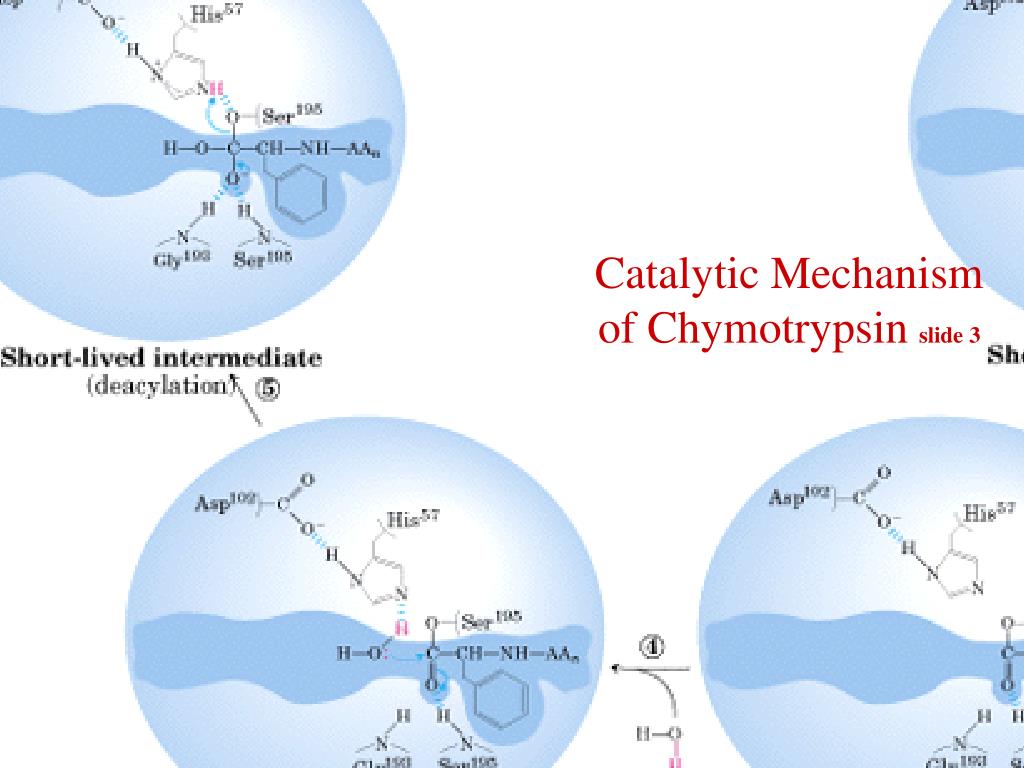 Ppt Catalytic Mechanism Of Chymotrypsin Slide Powerpoint