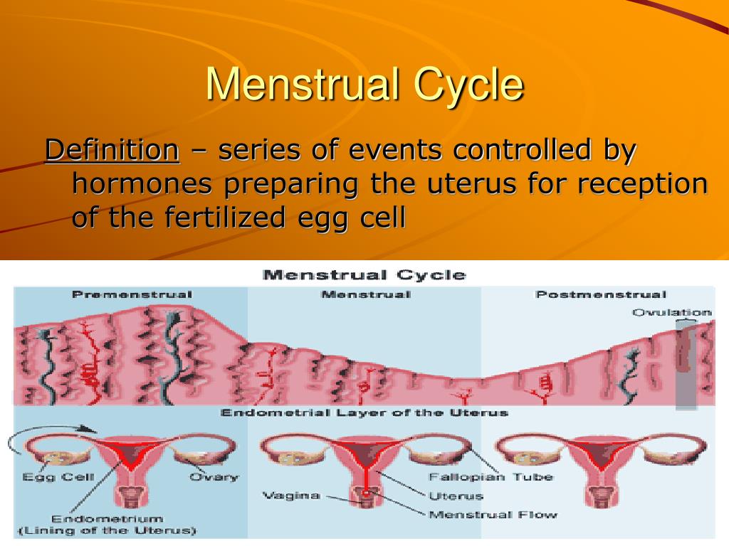 powerpoint presentation on menstrual cycle