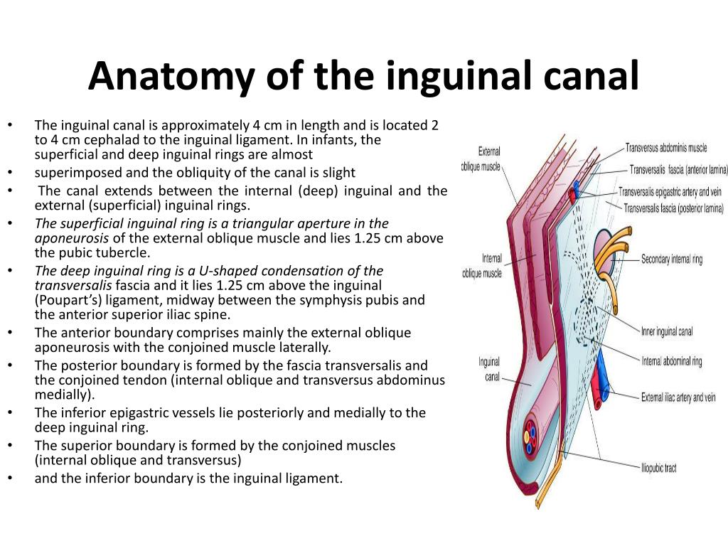 Abdominal wall layers of the inguinal canal, semi 3D exploded view -  English labels | AnatomyTOOL