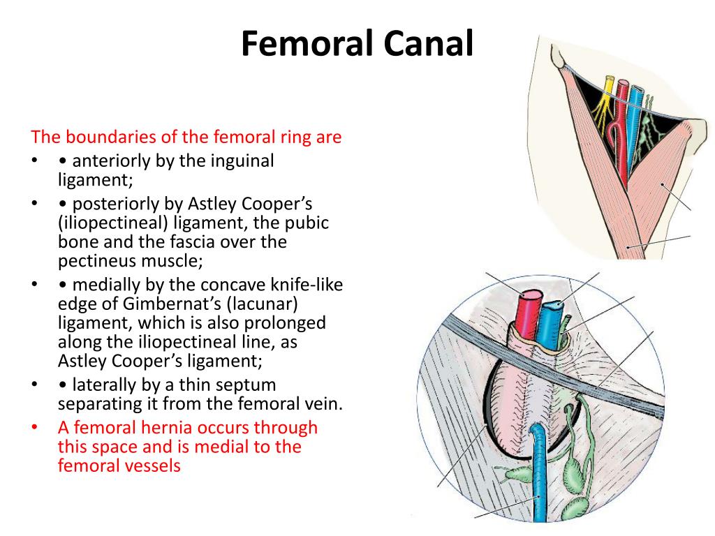 Femoral triangle | Femoral triangle anatomy essentials| Anatomy of femoral  triangle - YouTube