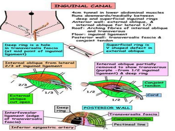 PPT - Inguinal , femoral and scrotal regions PowerPoint Presentation ...