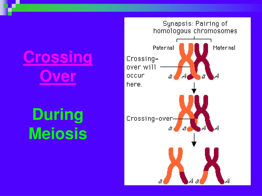 Crossing Over Meiosis Definition Overview Expii Vrogue co crossing-over-meiosis-definition-overview-expii-vrogue-co