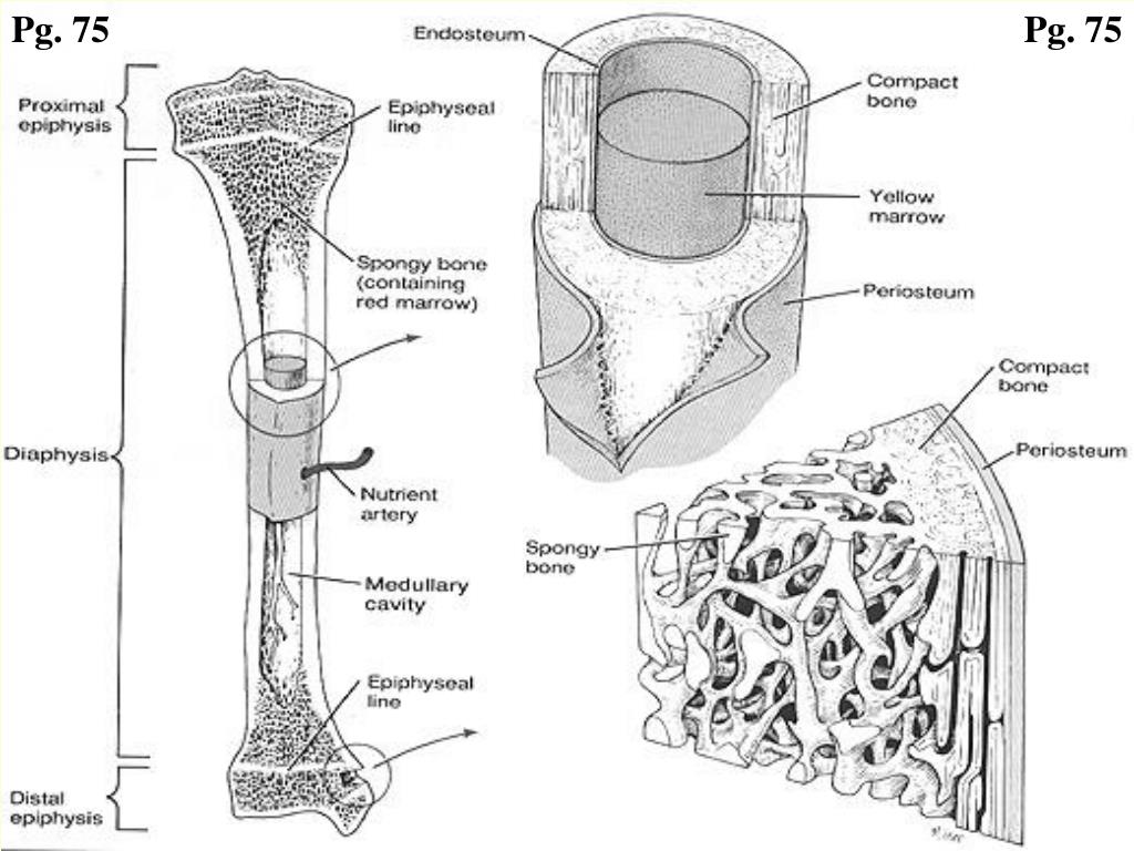 Функции костного мозга в трубчатой кости. Схема строения трубчатой кости. Губчатая и трубчатая кость строение. Строение длинной трубчатой кости анатомия. Строение губчатой кости человека схема.
