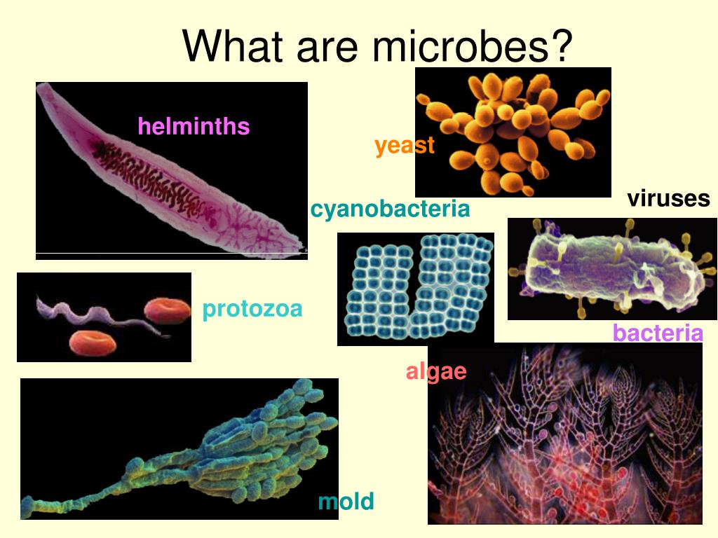 PPT - What are microbes? PowerPoint Presentation - ID:711649