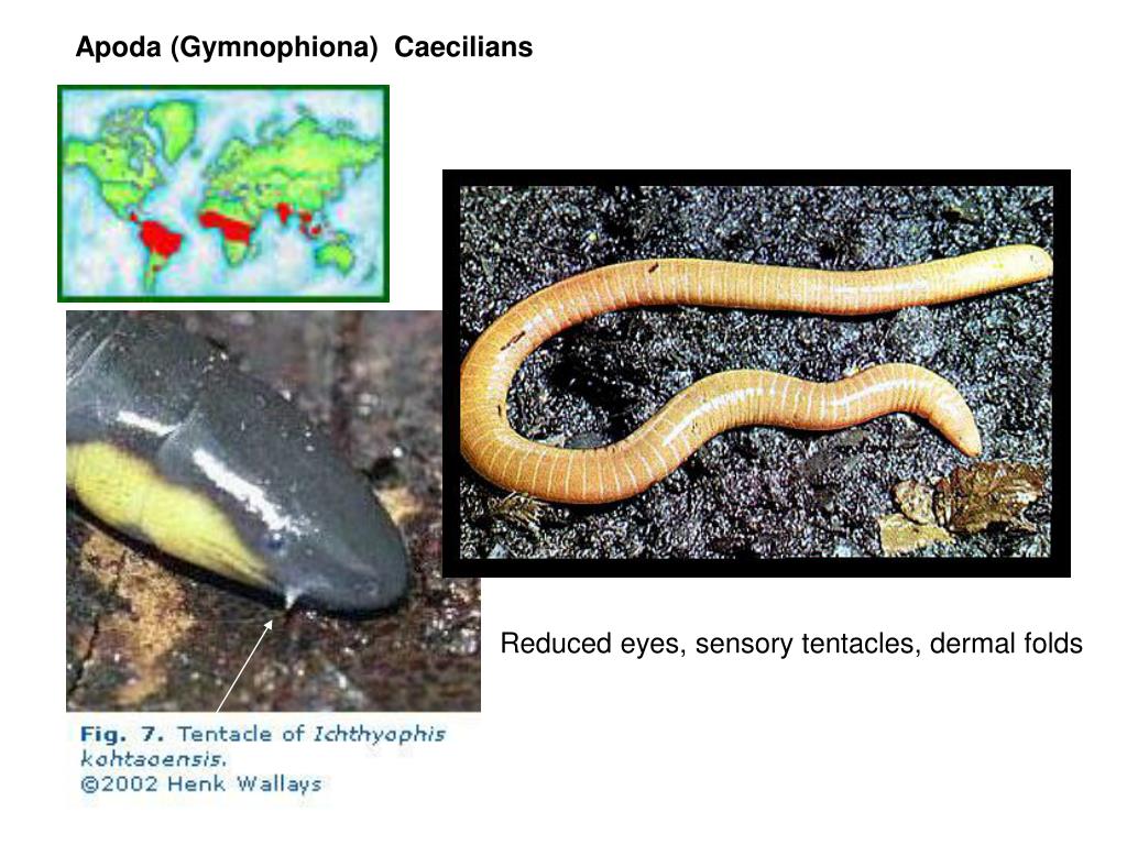 hedonic glands