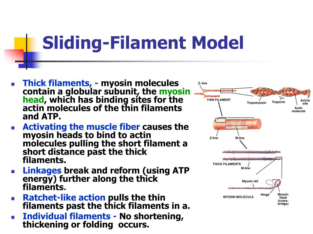 PPT Mastering Skeletal Anatomy Bones Joints And Muscles For 