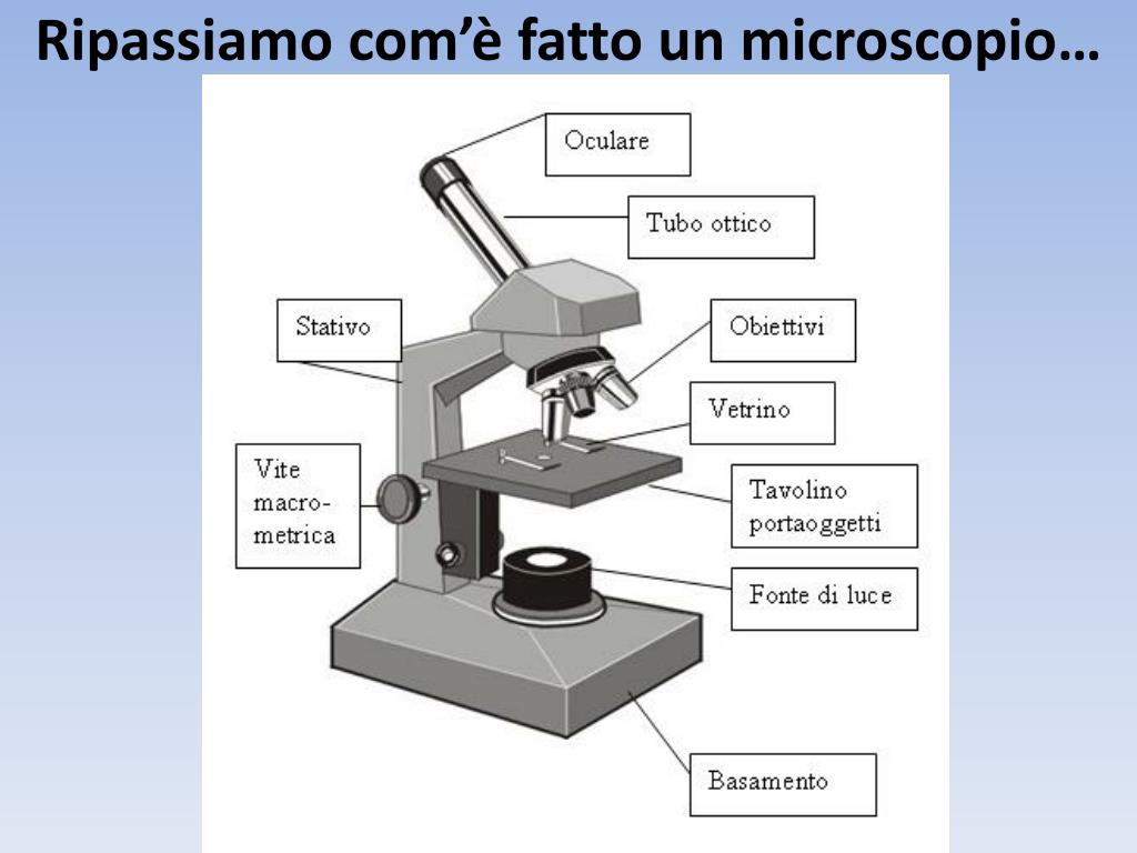 Cómo funciona el microscopio