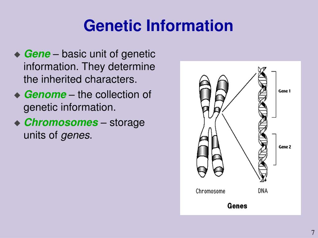 Basic unit. Genetic information. Genetic Unit System 1. Genetic information erd. Characteristic caused by genetic information.