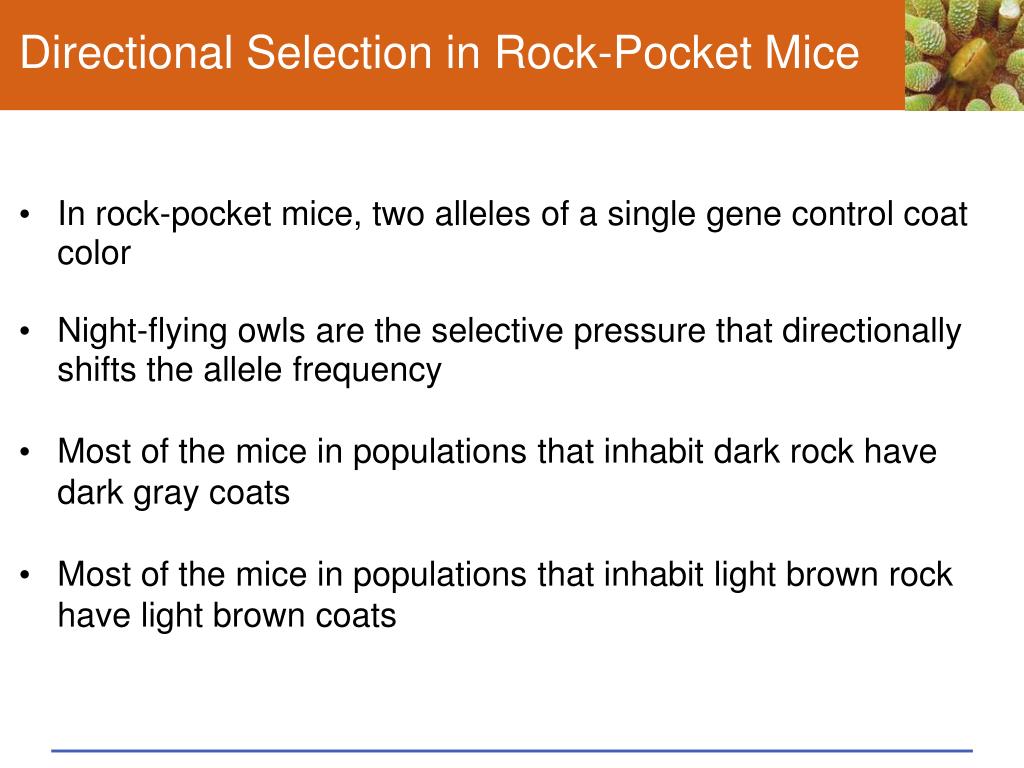 Ppt Chapter 17 Processes Of Evolution Sections 1 6 Powerpoint