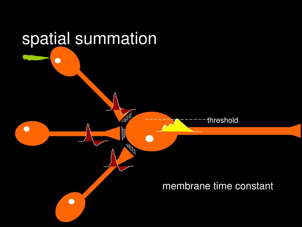 PPT Synaptic Transmission PowerPoint Presentation Free Download ID PPT Synaptic Transmission PowerPoint Presentation Free Download ID
