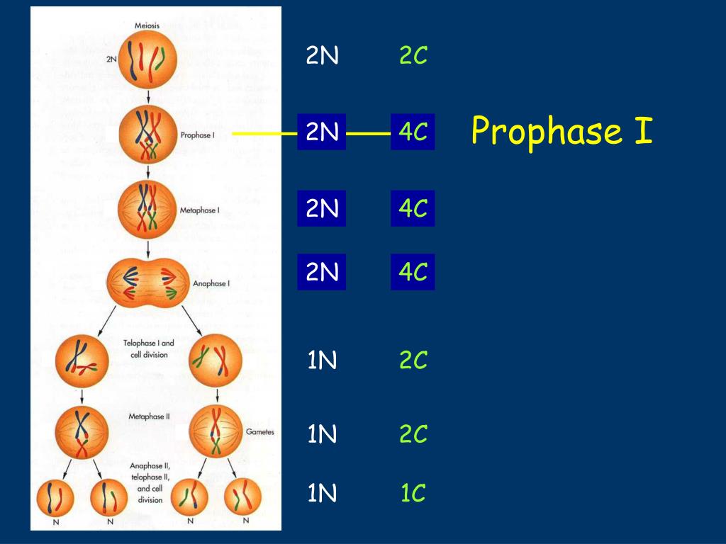 Назовите число хромосом. Митоз и мейоз таблица набор хромосом. Схема митоза 2n. Мейоз 2n2c. 2n2c набор хромосом.