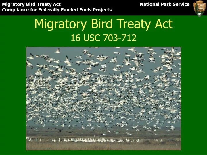 PPT Migratory Bird Treaty Act PowerPoint Presentation, free download