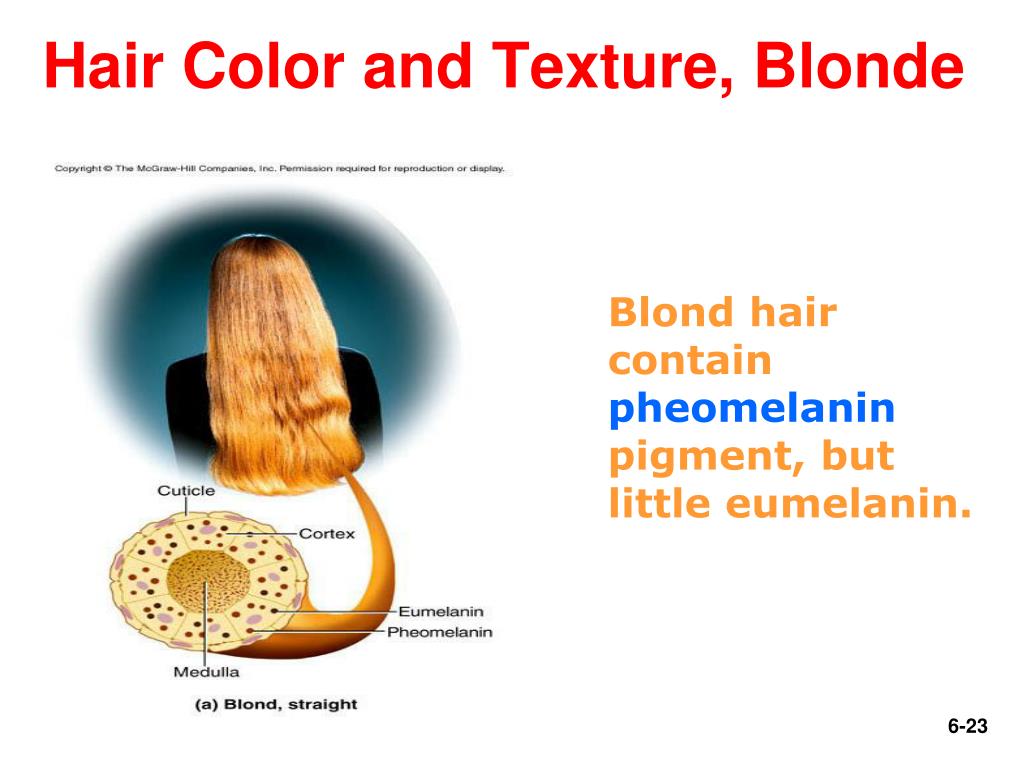 The Effects of Eumelanin on Blonde Hair: What to Expect - wide 3