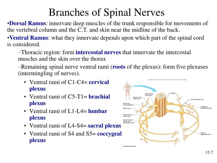 PPT - Spinal Cord and Spinal Nerves PowerPoint Presentation - ID:720313