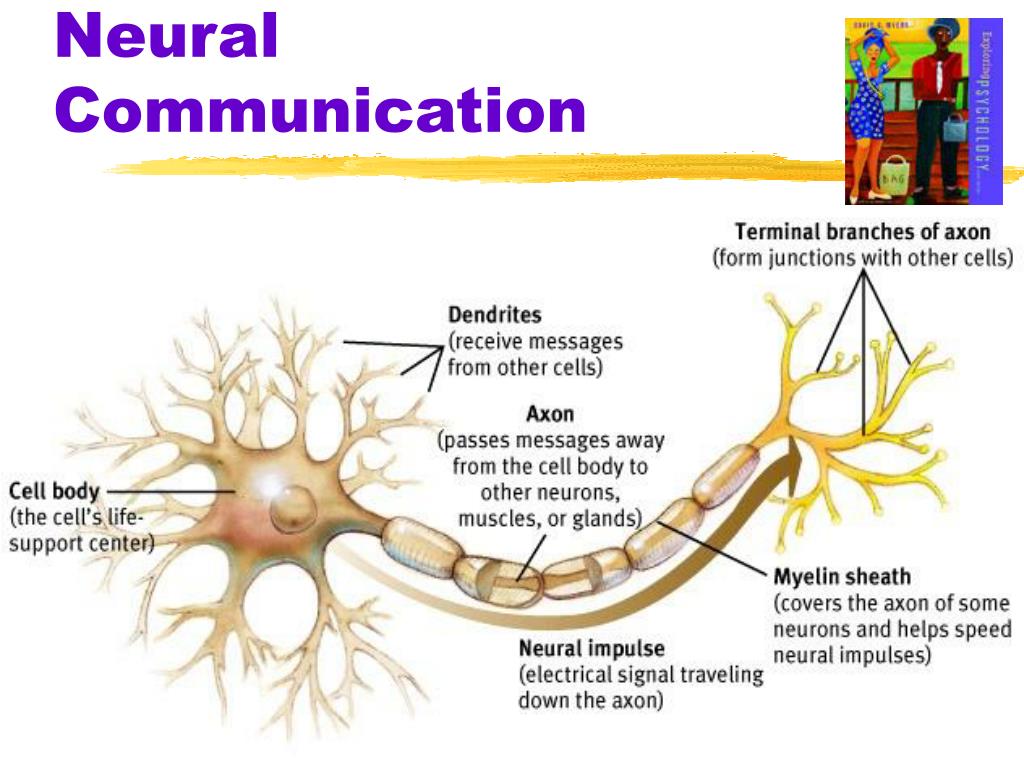 ppt myers exploring psychology 6th ed powerpoint neural communication