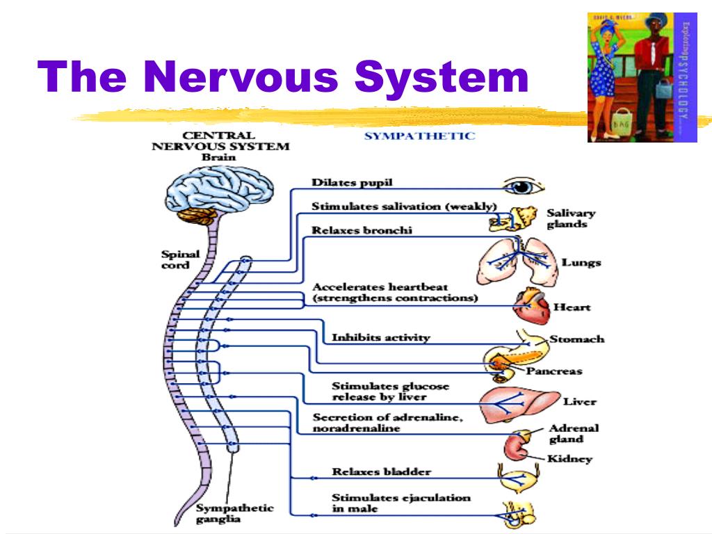 define somatic nervous system