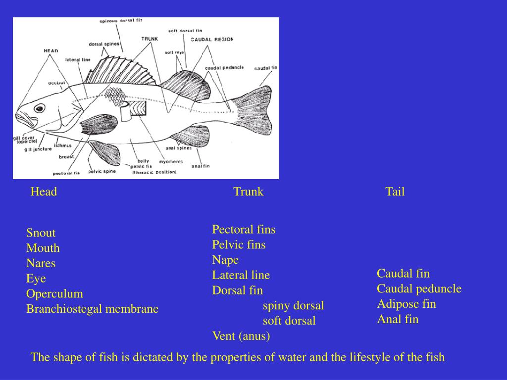 PPT - The shape of fish is dictated by the properties of water and