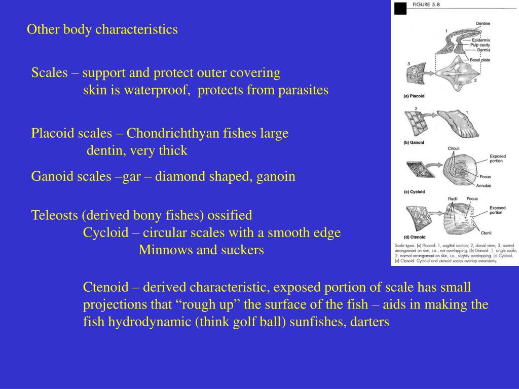 Fish Compound Shape PPT - The shape of fish is dictated by the properties of water and the ...