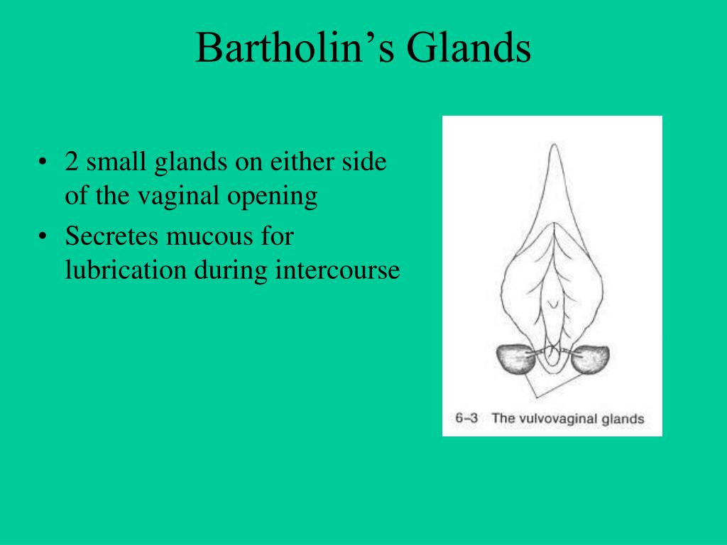 PPT Reproductive System PowerPoint Presentation Free Download ID