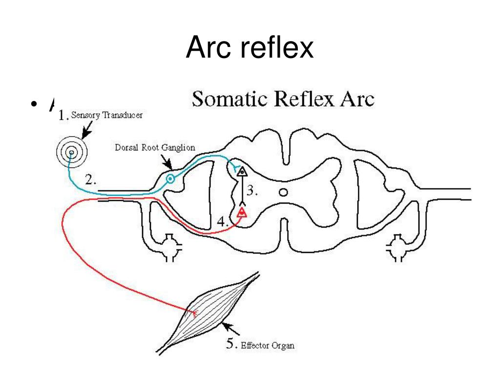 Р рефлекс. Somatic Reflex Arc. Reflex Arc Complex. The structure of the Reflex Arc. Vegetative Reflex Arc.