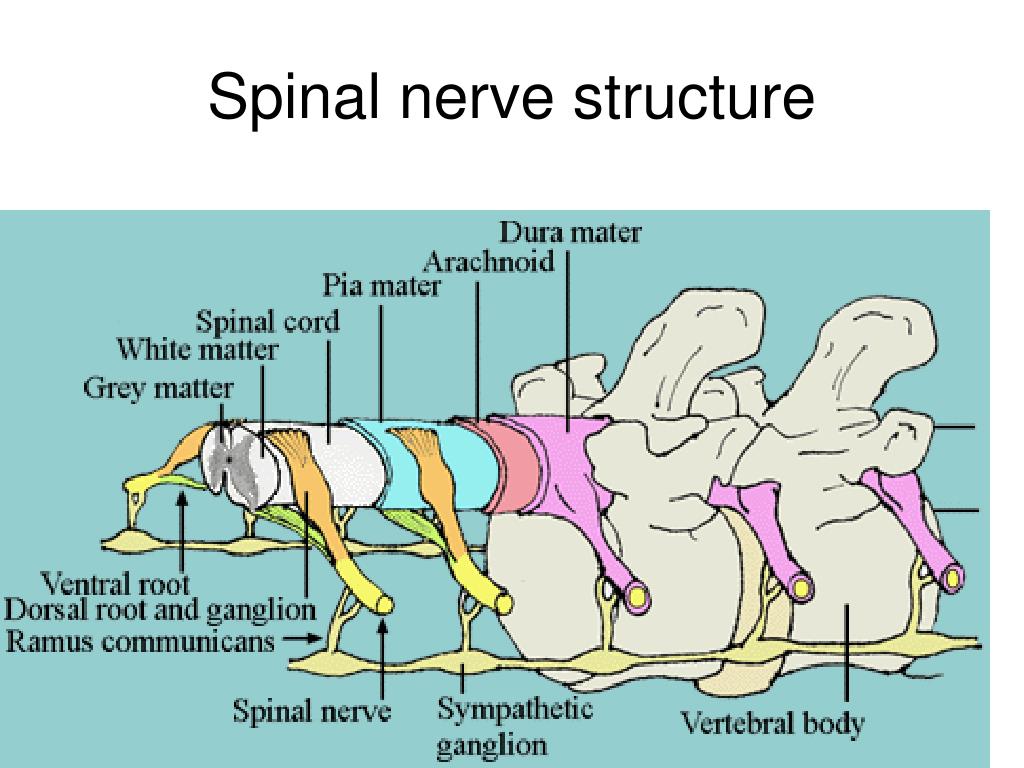 PPT - SPINAL CORD AND NERVES PowerPoint Presentation, free download ...