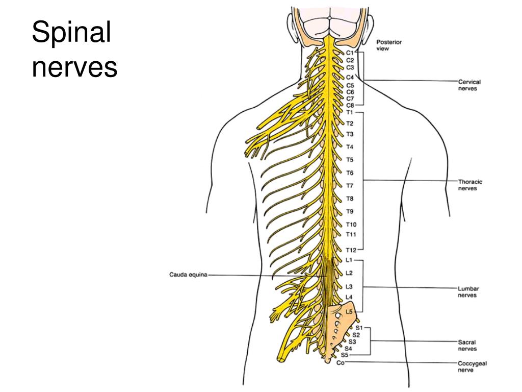Nervous first. Спинной нерв. Спинной мозг ЕГЭ. Spinal Cord. Formations of the Spinal nerve.