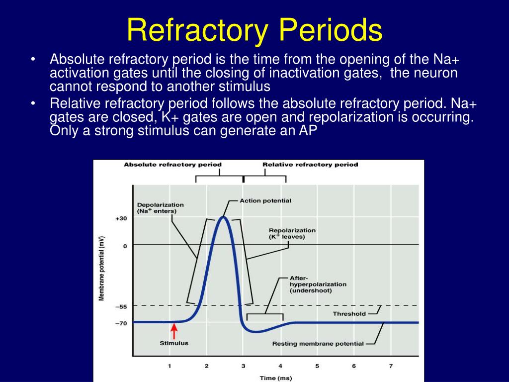 Period definition. Рефрактерный период. Absolute Refractory period. Рефрактерный период фазы потенциала действия. Эффективный рефрактерный период на схеме.